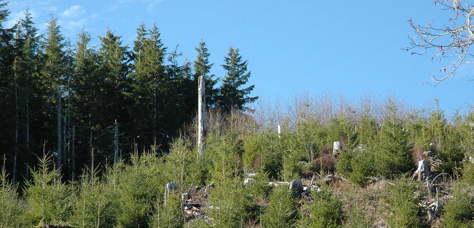 A hillside forest showing young conifer trees growing among old stumps with mature evergreens in the background under a clear blue sky.