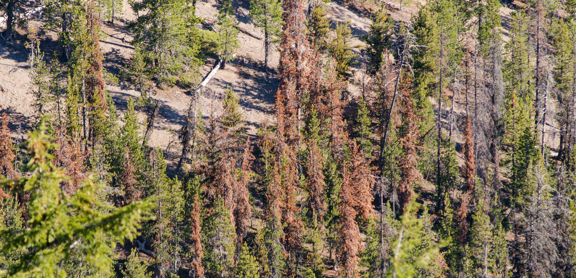 A forested hillside with many trees showing reddish-brown needles from beetle kill damage.