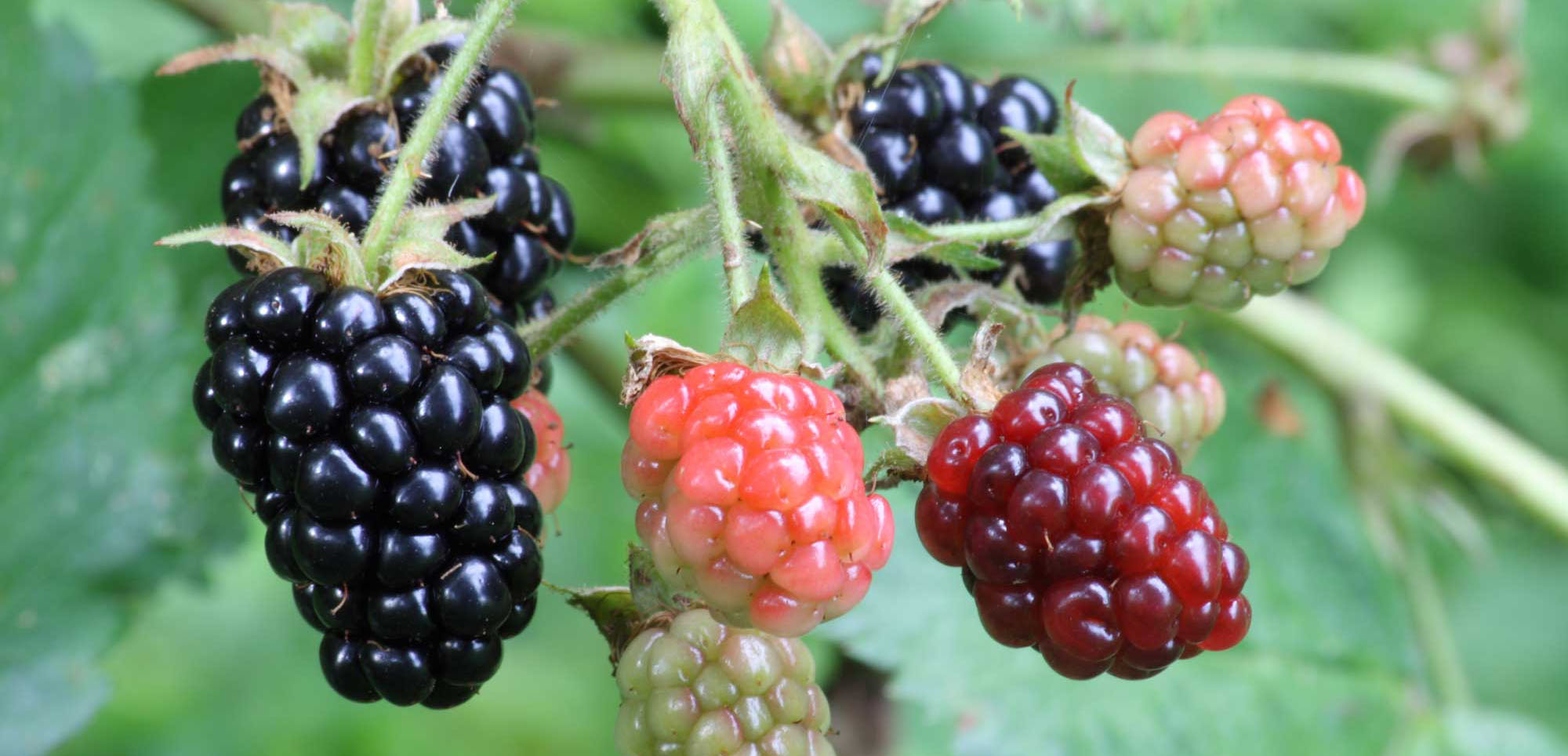 Close-up of a blackberry cluster in various stages of ripeness, from green to red to fully black and glossy, against a blurred green background.