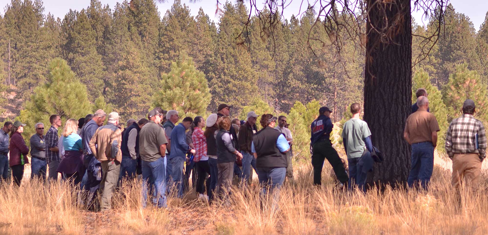 A large group of people gathers around a forester during an outdoor educational tour in a pine forest near Bend, Oregon.