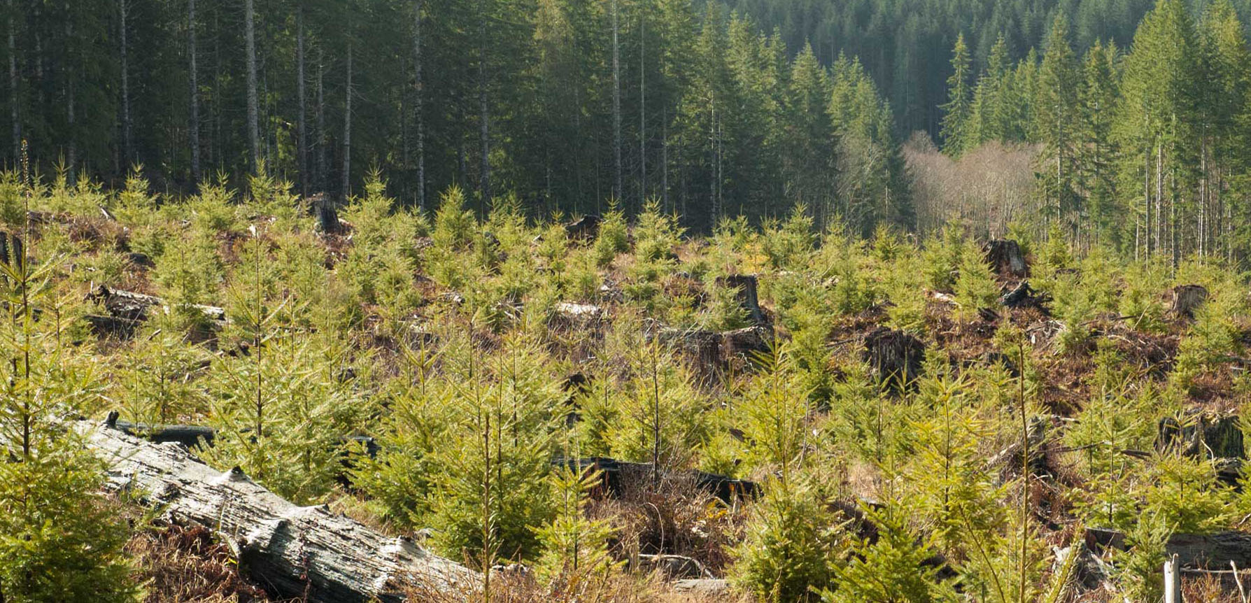 A dense stand of young conifer seedlings grows in a clearcut area surrounded by mature forest.