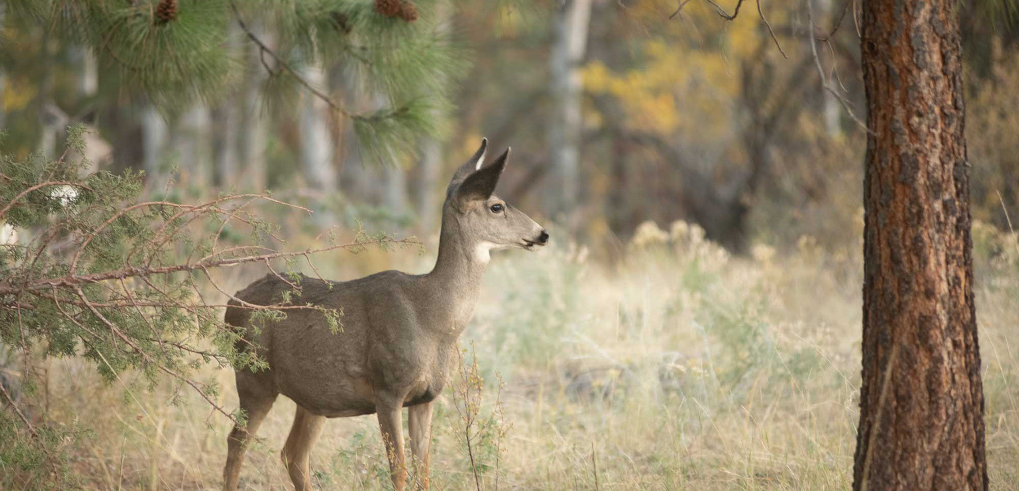 A deer stands alert in a forest clearing surrounded by trees and dry grass.