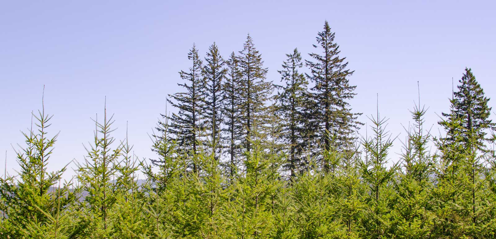 A forest with two age classes of trees, showing a stand of young evergreen trees in the foreground and a row of tall mature trees against a clear blue sky.