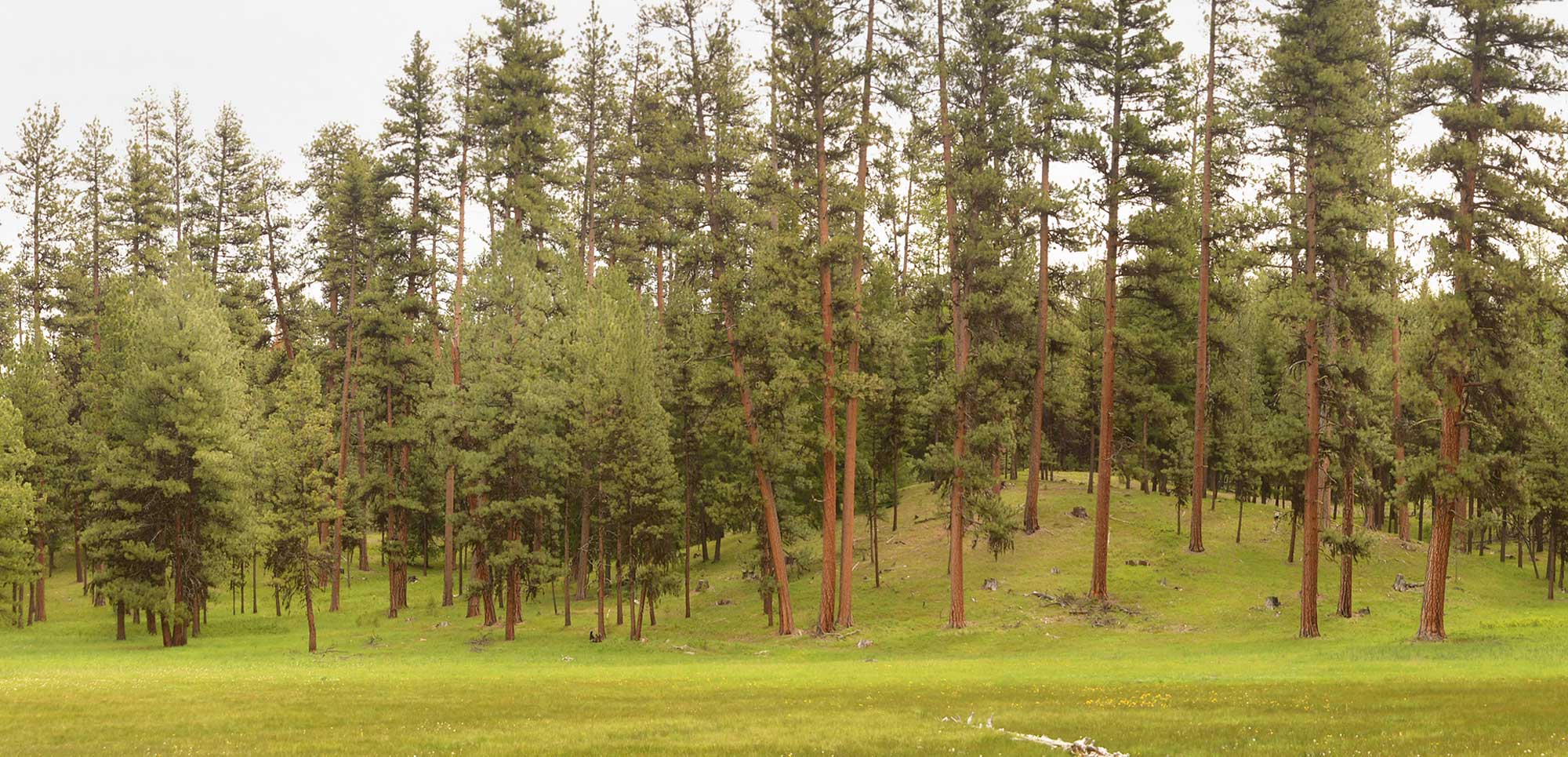 Open pine forest with scattered ponderosa trees and grassy understory, typical of an eastern Oregon ecoregion.