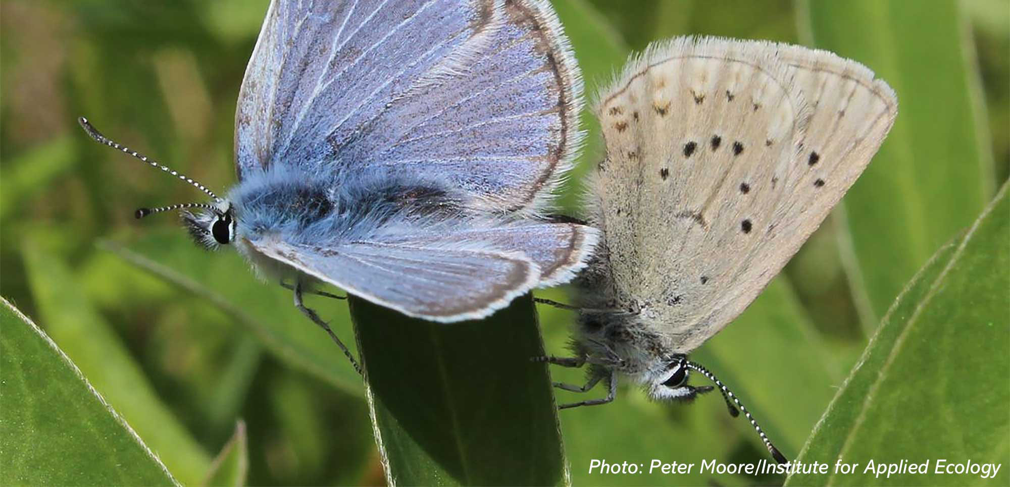 Close-up image of two Fender’s blue butterflies perched on a green leaf, highlighting their delicate blue and tan wings.