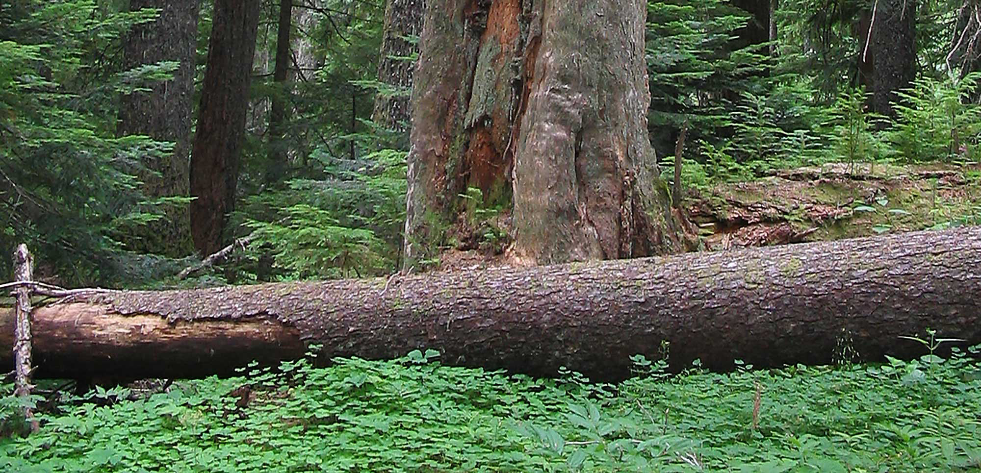 A fallen tree lies across a lush forest floor surrounded by dense greenery and tall old-growth trees.