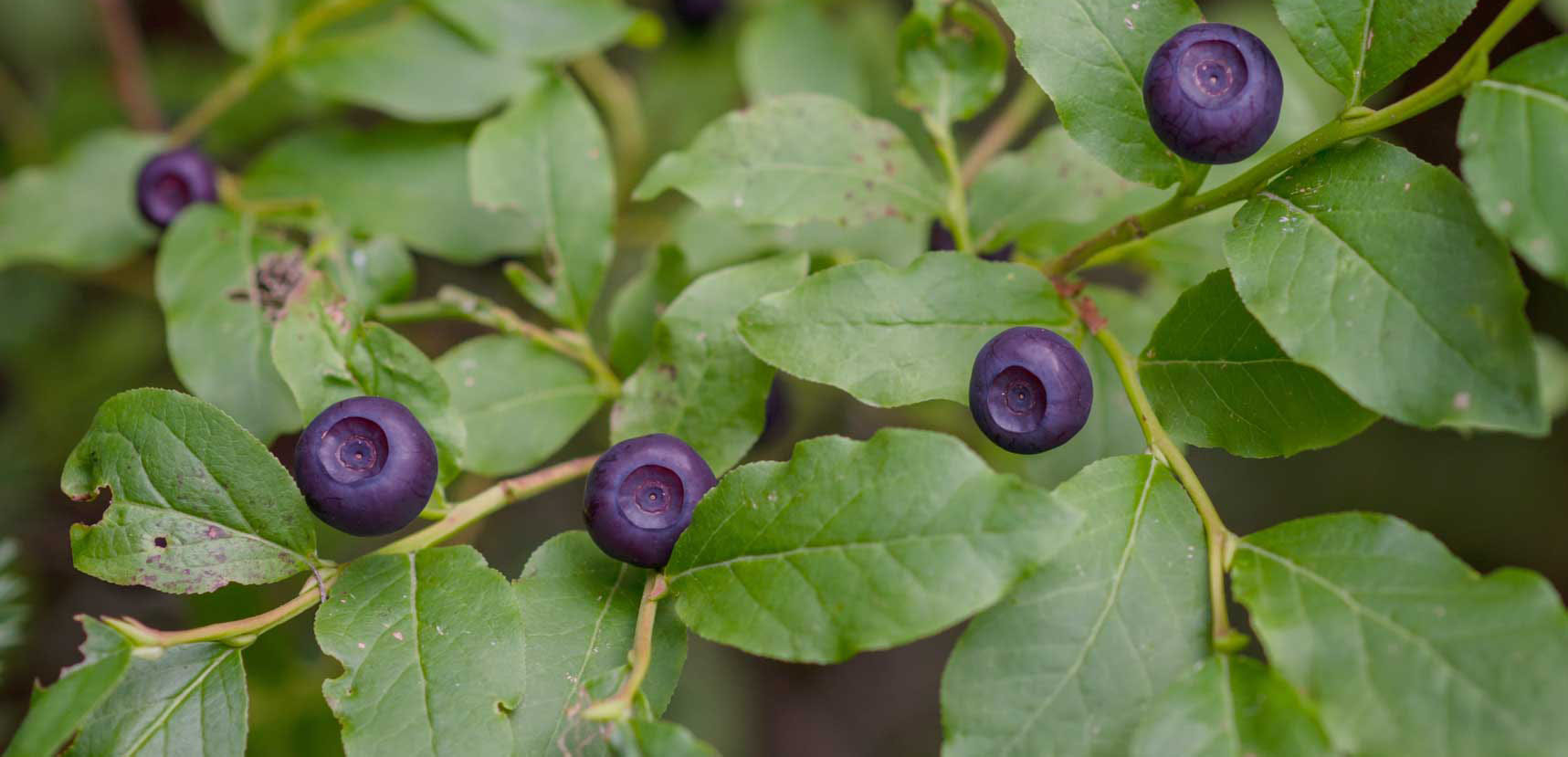 Close-up of ripe purple huckleberries growing on green leafy branches in a forest setting.