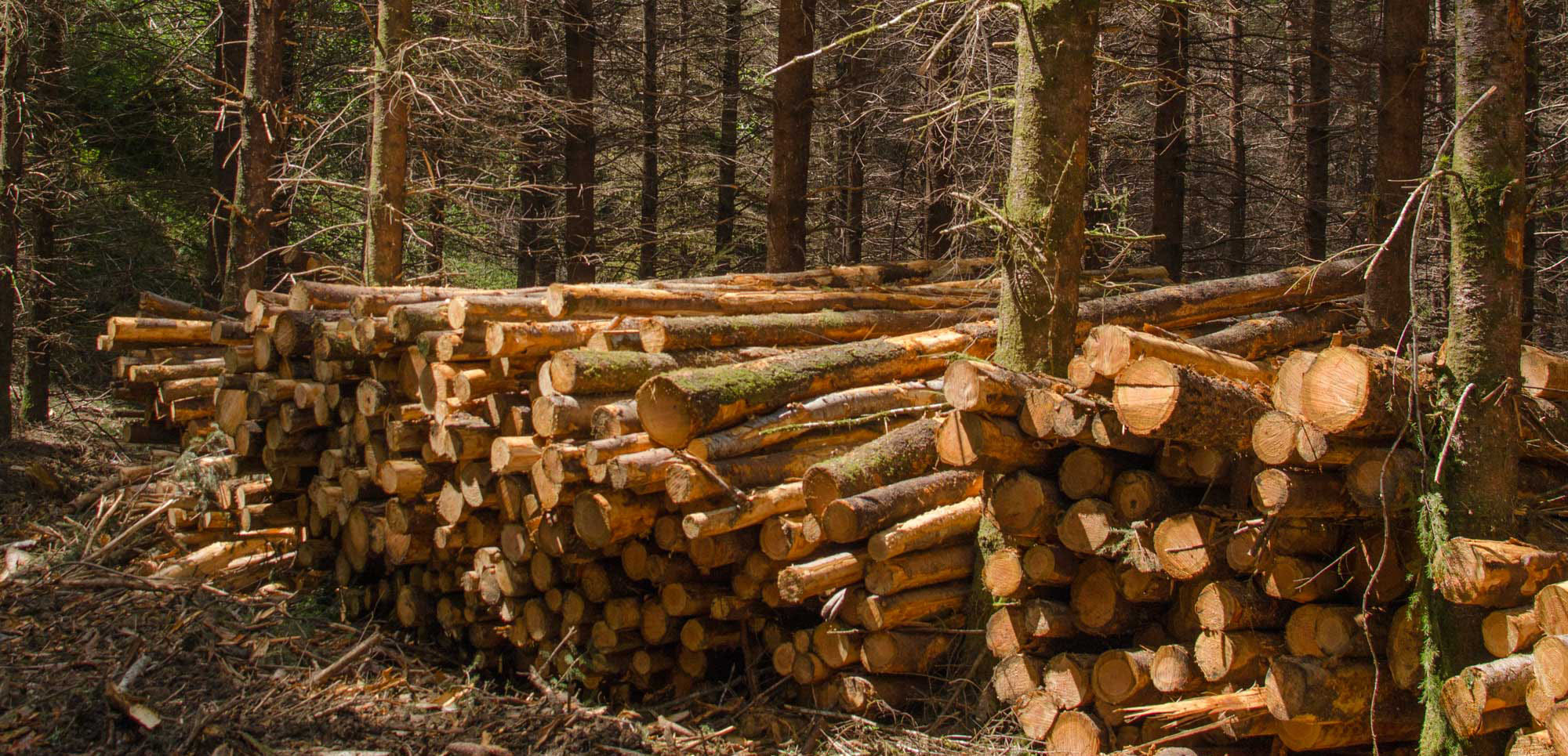 A large pile of cut logs is neatly stacked among standing trees in a forested area.
