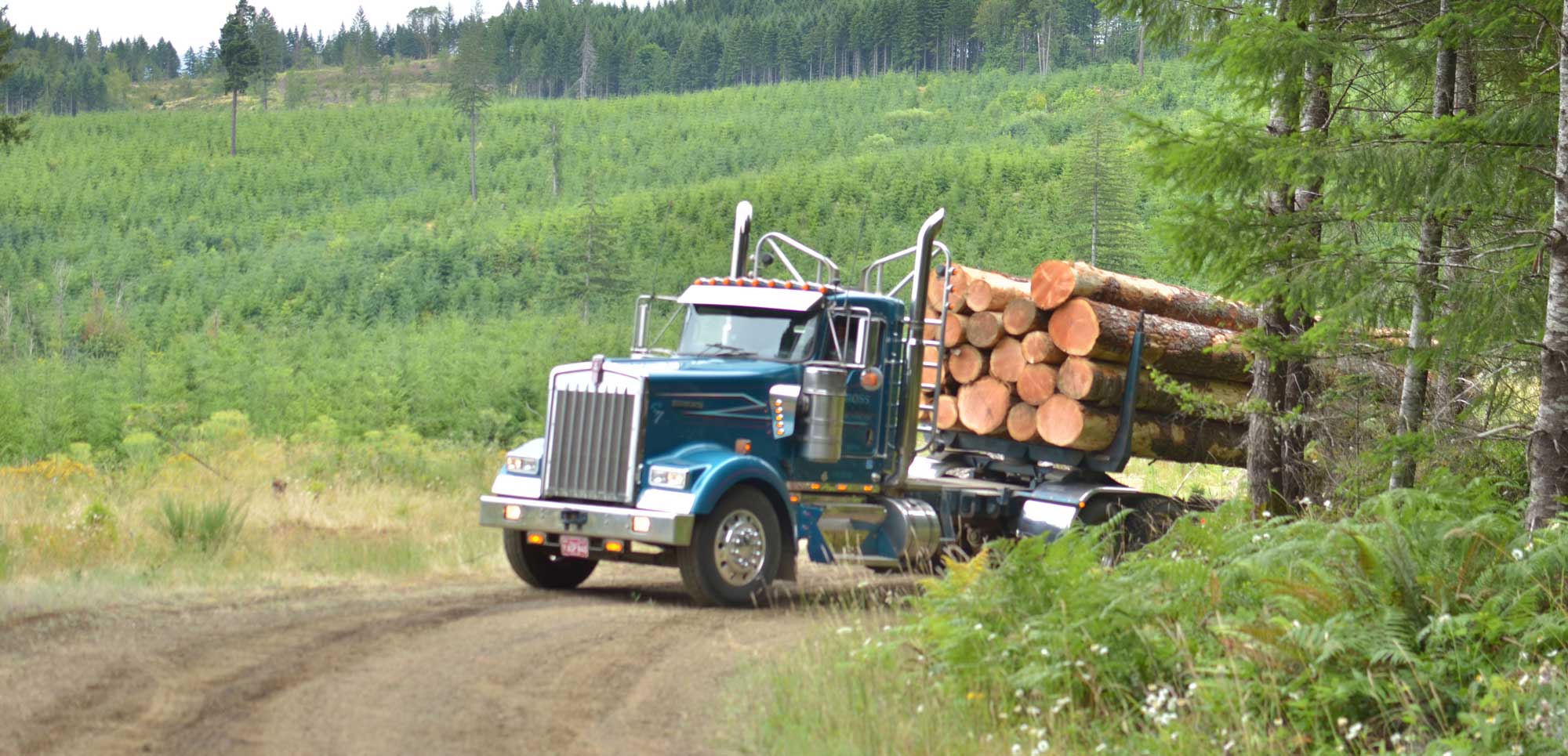 A logging truck carrying freshly cut timber drives along a dirt road surrounded by dense green forest and young tree growth.