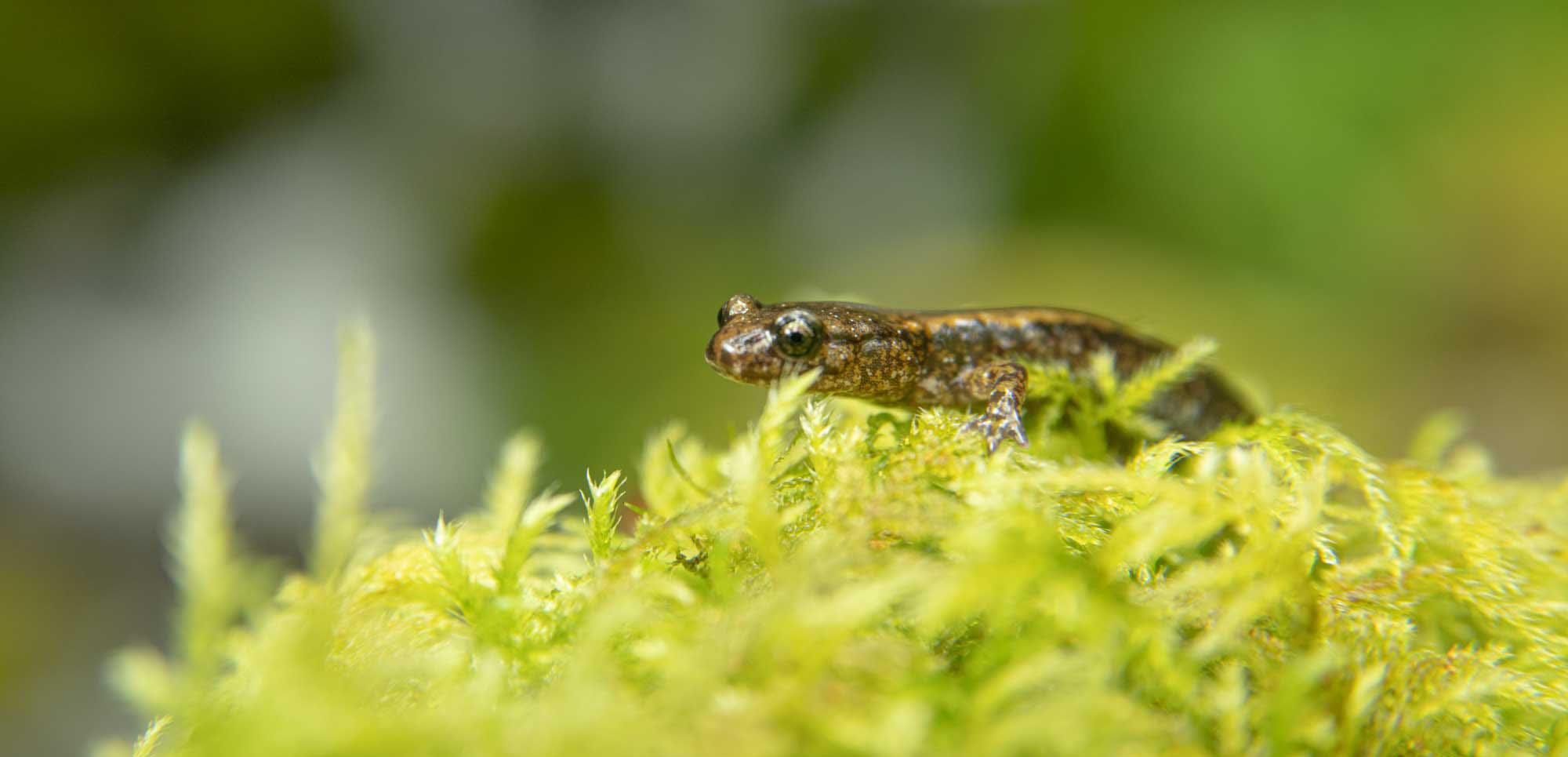 A close-up of a salamander on moss, with its head in focus and a blurred forest background.