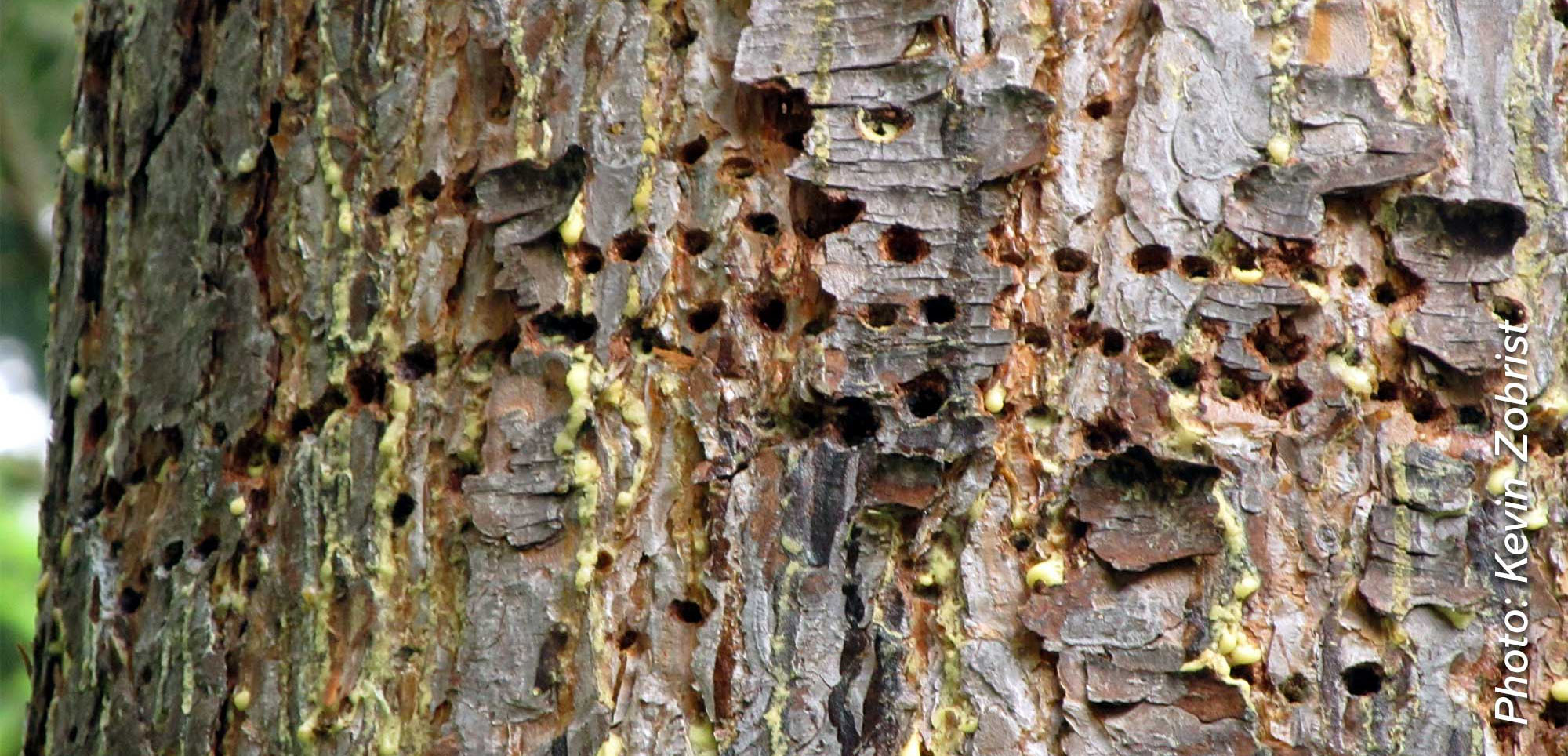 Close-up of tree bark showing rows of small holes and sap leakage caused by sapsucker bird damage.