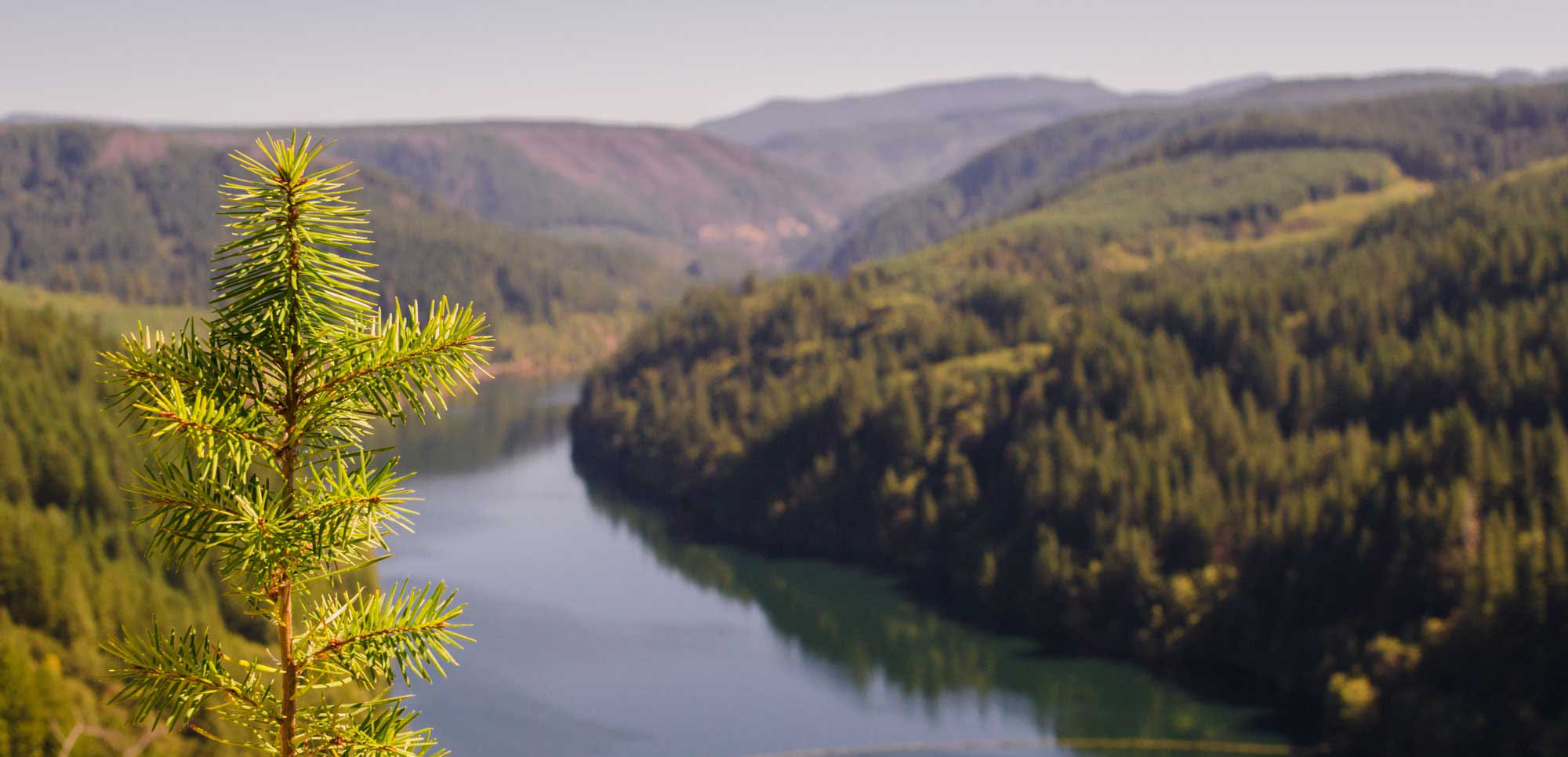 A young conifer seedling stands in sharp focus against a scenic backdrop of a forested valley and winding reservoir.