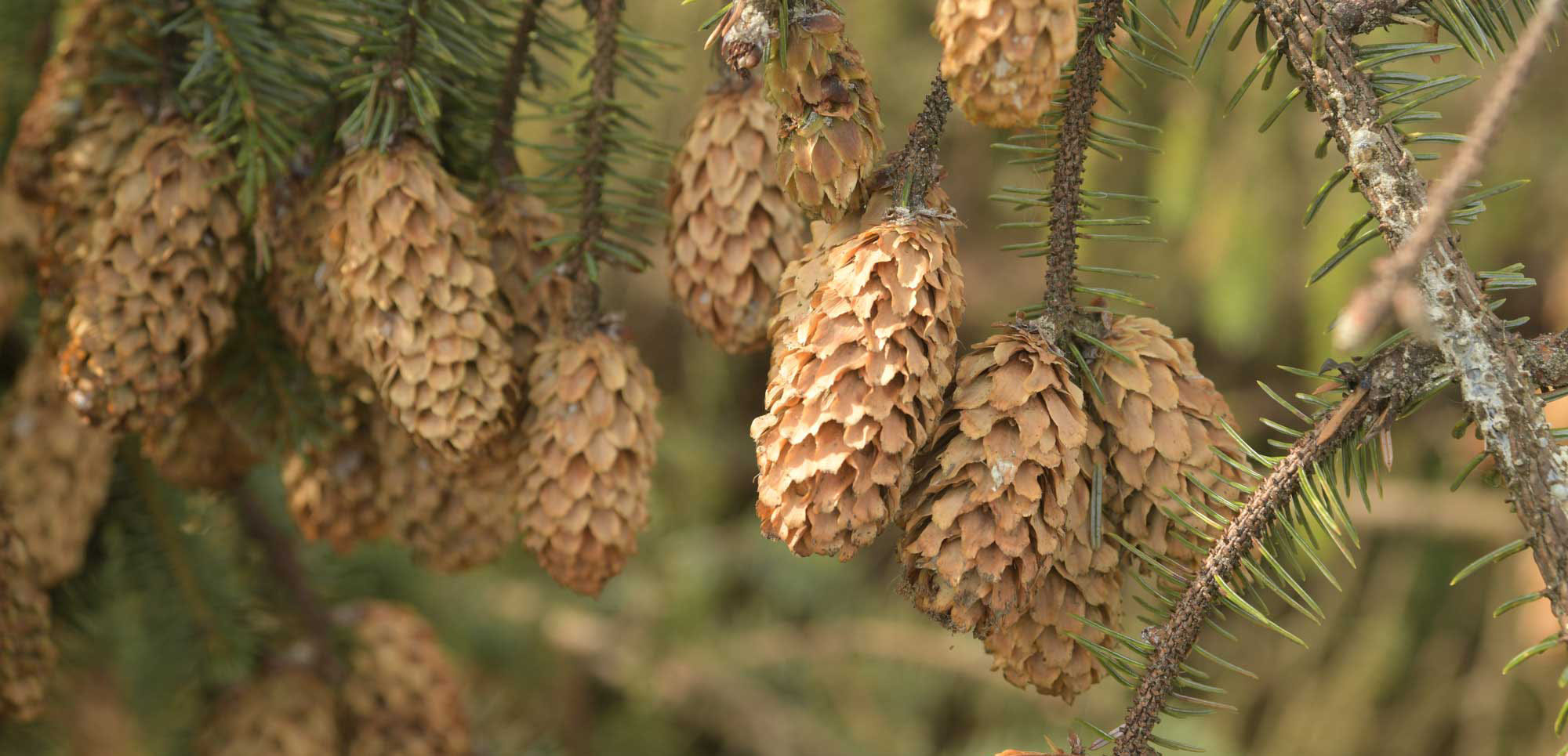 Clusters of papery, oval-shaped Sitka spruce cones hanging from a branch with stiff needles.