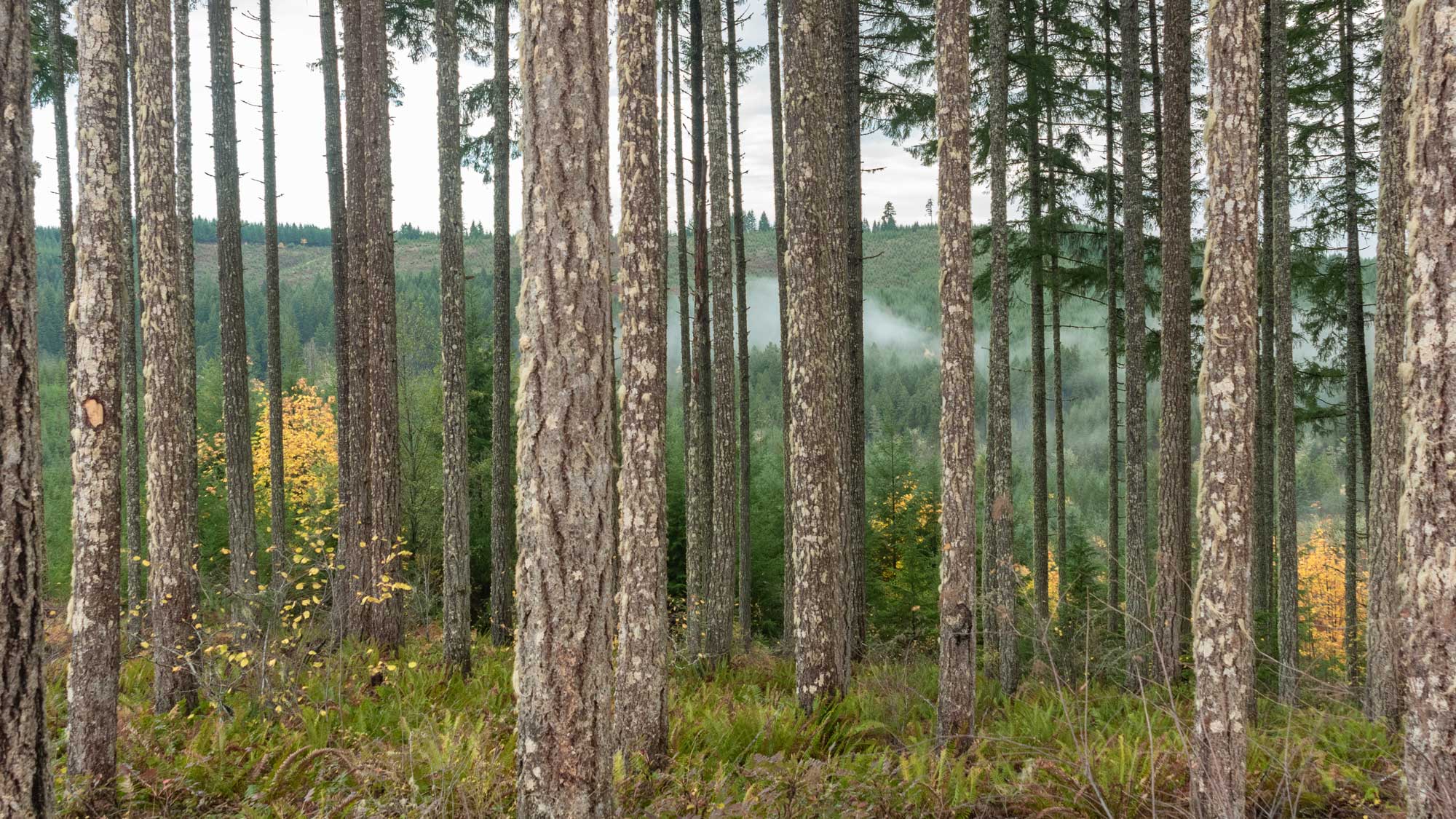 View through tall, straight forest trees with misty hills and fall foliage in the background.