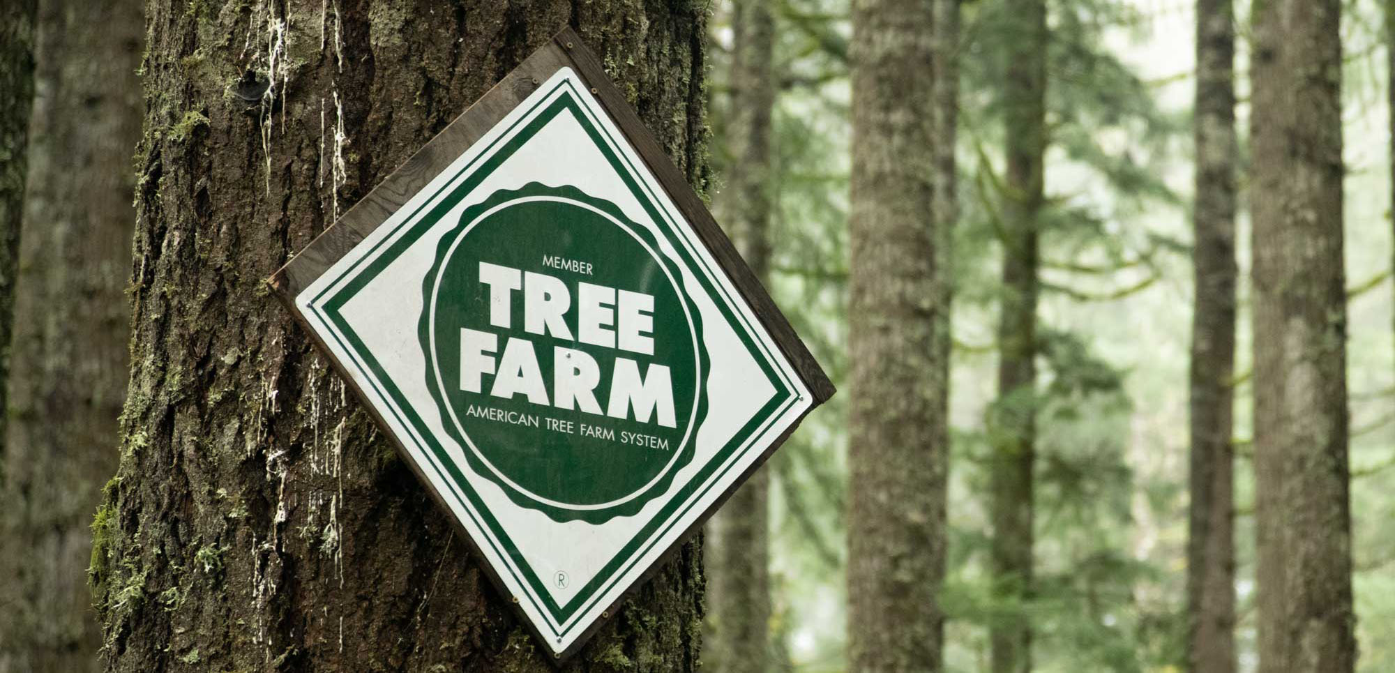 A green and white American Tree Farm System sign is mounted to a tree trunk in a dense forest.