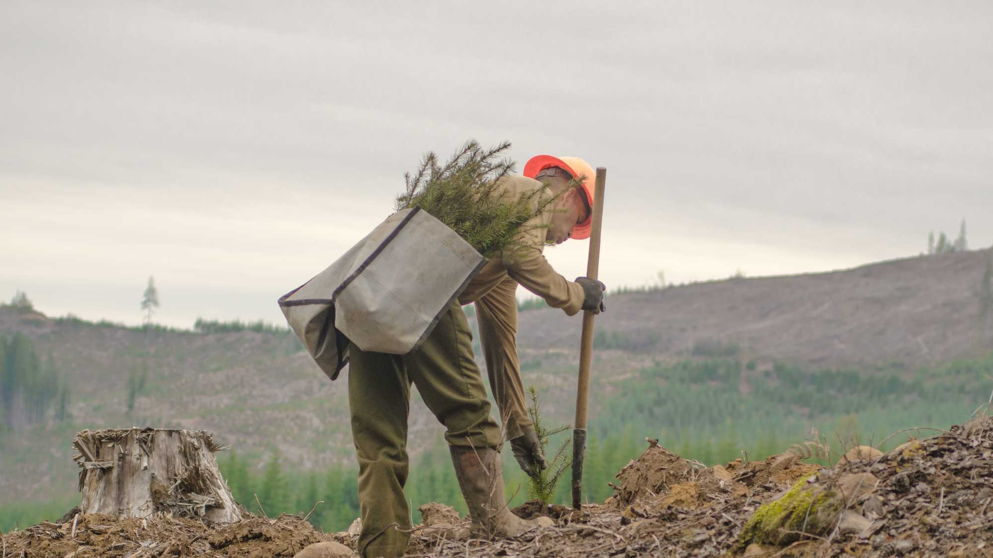 A forestry worker in an orange hard hat plants a young tree in a recently logged area, carrying seedlings in a large canvas pouch.