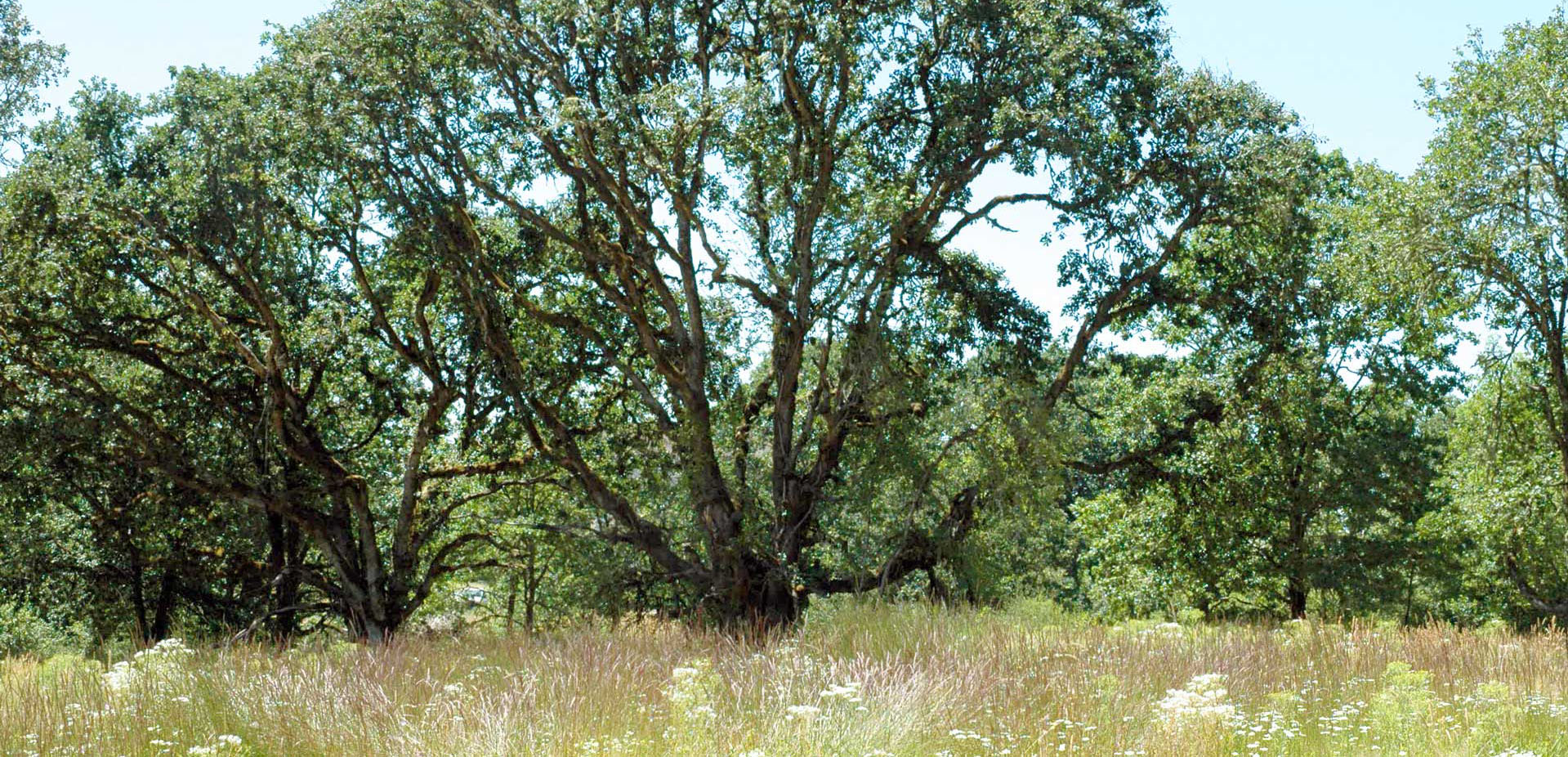 A grove of mature white oak trees stands in a sunny meadow filled with tall grasses and wildflowers.