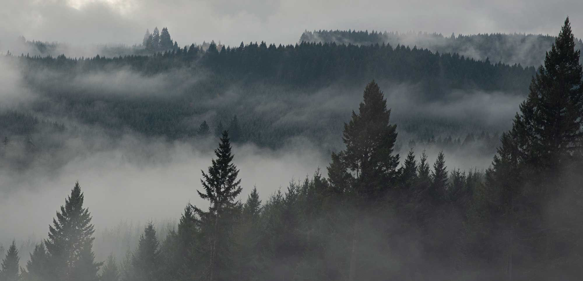 Dense fog drifts through layers of evergreen forest on a misty, overcast day in the Pacific Northwest.