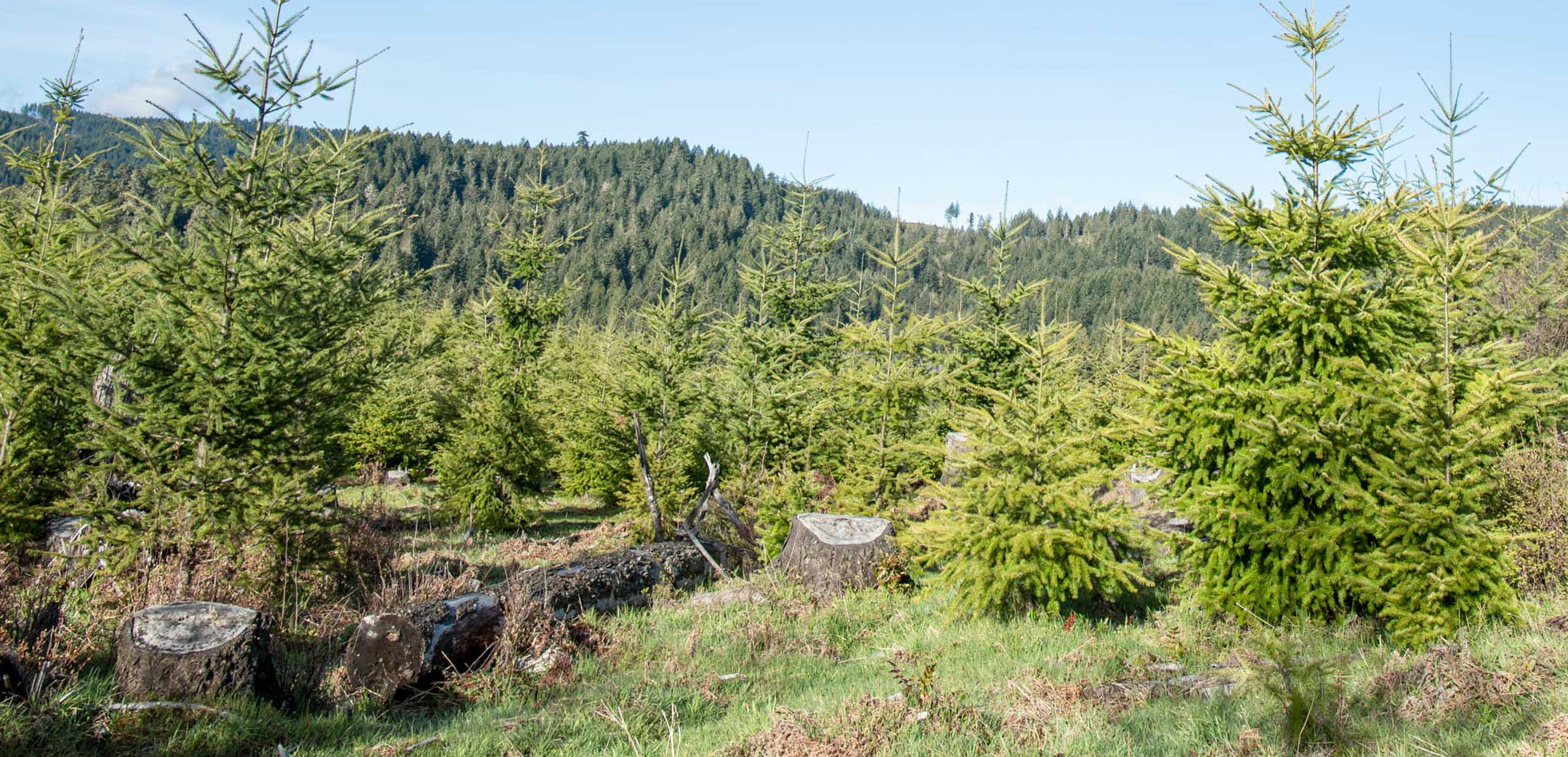 A young forest of densely planted conifer trees grows among old stumps on a sunny hillside with mature forest in the background.