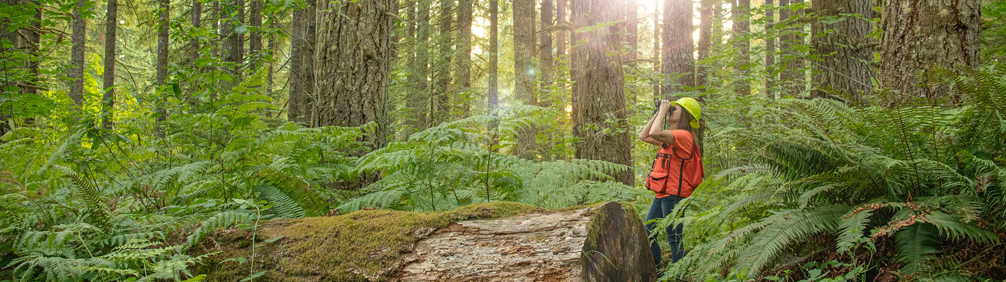 A wildlife biologist observing a middle aged forest stand