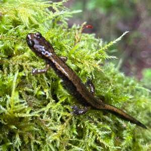 A small brown salamander climbing over bright green moss in a forest.