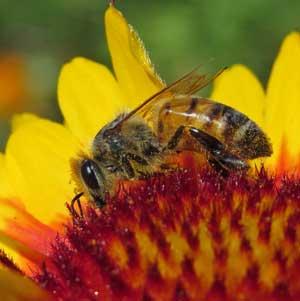 A honeybee gathering nectar on a vibrant red and yellow Gaillardia flower.
