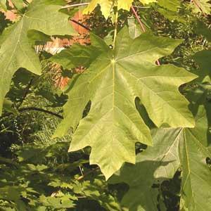 A close-up of a large, lobed green leaf from a bigleaf maple tree.