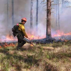 A firefighter in yellow gear walks through a forest setting a prescribed burn with a drip torch as smoke rises behind him.