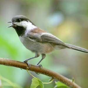 A chestnut-backed chickadee perched on a branch with its beak open as if calling.