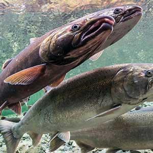 A group of coho salmon swimming underwater in a clear stream.