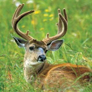A buck with velvet-covered antlers resting in tall green grass and wildflowers.