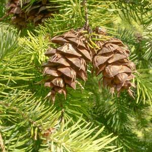 Paired brown Douglas-fir cones hanging from green needle-covered branches.