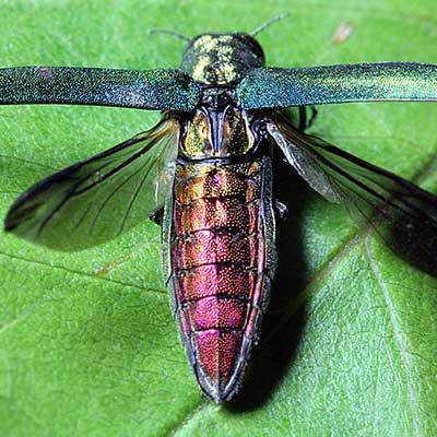 A metallic green and red emerald ash borer beetle rests on a green leaf with its wings partially spread.