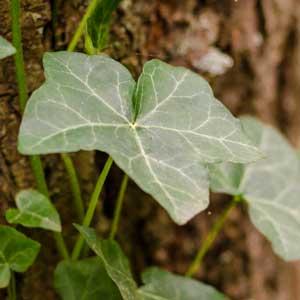 English ivy leaves with pale veins climb the rough bark of a tree.
