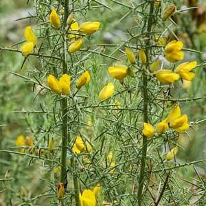 Spiky gorse branches bloom with small yellow flowers in a wild landscape.