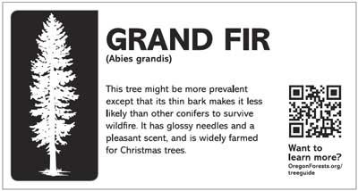 Informational sign describing the grand fir tree, including its scientific name Abies grandis and QR code for more details.