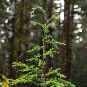 The narrow, drooping top of a young hemlock tree growing in a dense forest.