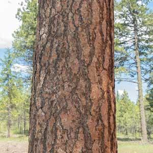 A straight trunk of a ponderosa pine tree with thick, reddish-brown bark plates.