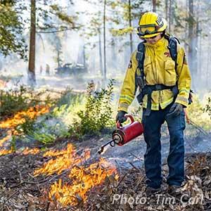 A firefighter in yellow safety gear uses a drip torch to ignite a low-intensity ground fire during a prescribed burn.