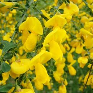Scotch broom displays clusters of bright yellow flowers on long green stems.