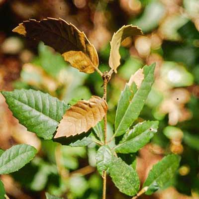 A young oak plant shows symptoms of sudden oak death, with several browning and wilted leaves among healthy green ones.