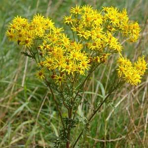 Tansy ragwort stands tall with dense clusters of star-shaped yellow flowers above grassy terrain.