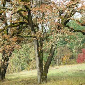 Mature white oak trees in an open meadow with moss-covered trunks and sparse autumn leaves.