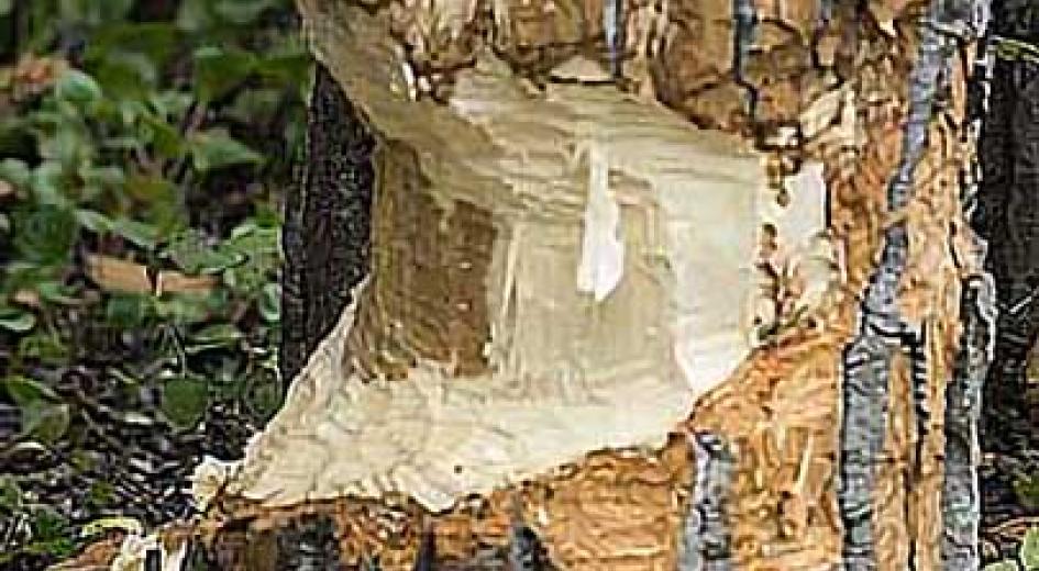 A tree trunk with fresh tooth marks from a beaver, showing exposed wood and bark shavings.