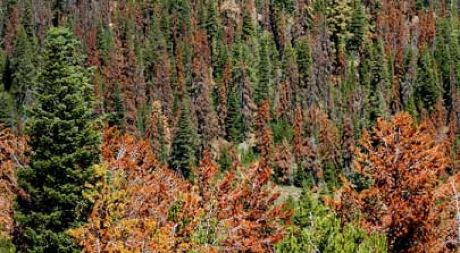 A forested hillside showing extensive beetle kill damage with patches of reddish-brown dead trees.