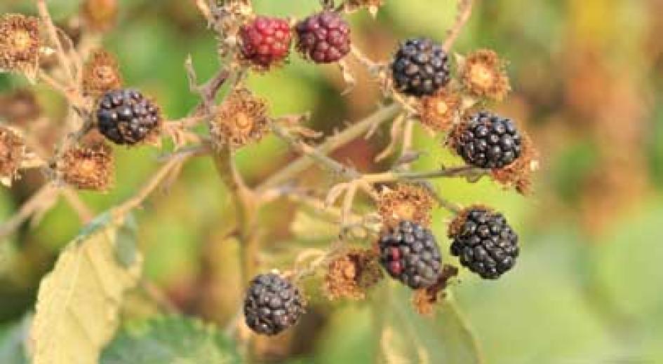Ripe and unripe blackberries growing on a wild bramble with blurred greenery in the background.