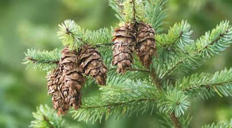 A cluster of Douglas fir cones hangs from the branches of a green fir tree.