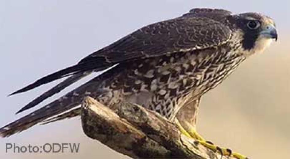 A peregrine falcon perches on a branch with wings slightly spread, ready to launch.