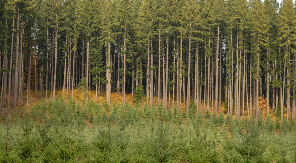 A young forest with shorter trees stands in front of a mature stand of tall, evenly spaced conifers, illustrating forest succession.