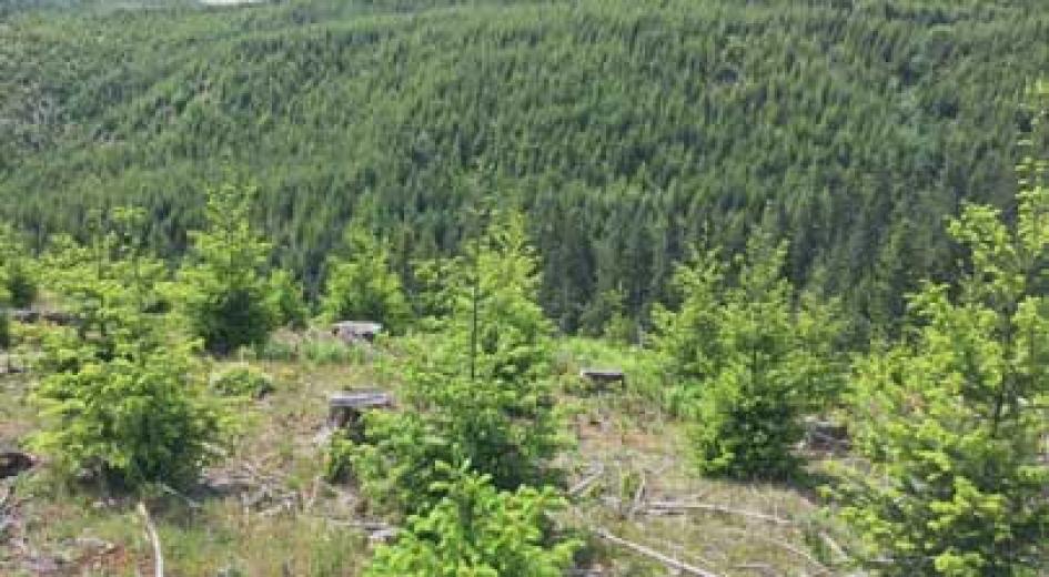 Young evergreen trees growing on a hillside with a dense forest in the background.